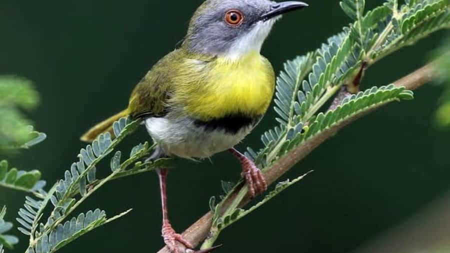 6hrs of Birdwatching in Nairobi National park - Dry forest: listen before you look