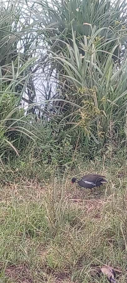 6hrs of Birdwatching in Nairobi National park - Short walks and useful breaks