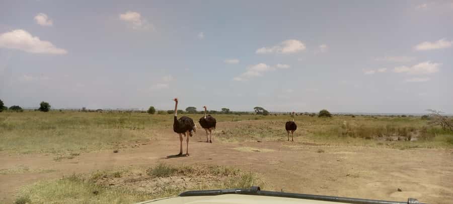 6hrs of Birdwatching in Nairobi National park - What the $450 group price really buys