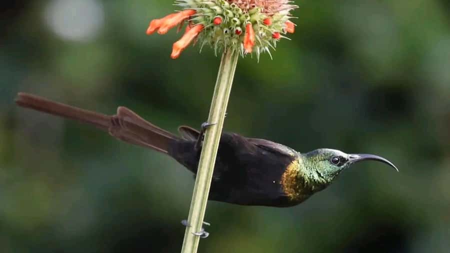 6hrs of Birdwatching in Nairobi National park - The early pickup and ride into the park