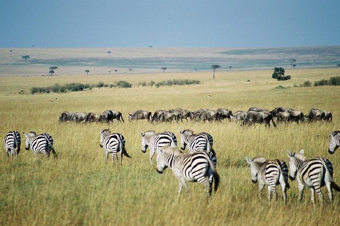 7 Day Maasai Mara, Lake Nakuru, Lake Naivasha and Amboseli Safari - Day 2: A full Mara day and the Mara River