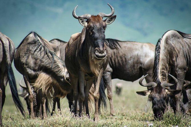 7 Day Maasai Mara, Lake Nakuru, Lake Naivasha and Amboseli Safari - Day 7: A final Amboseli view and return to Nairobi