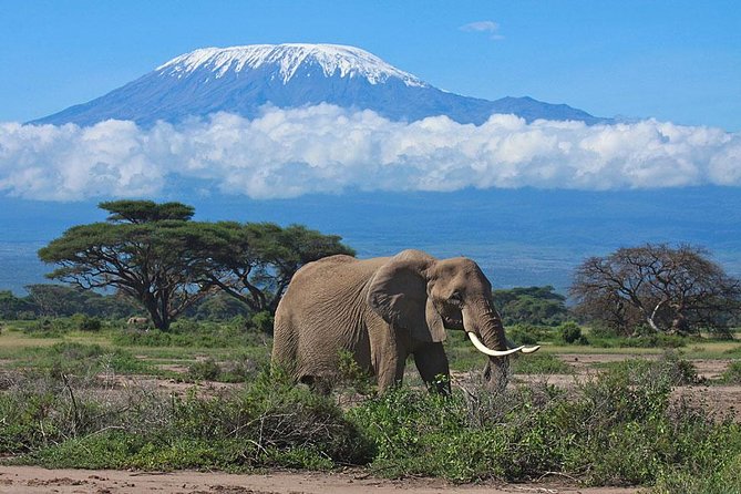 7 Day Maasai Mara, Lake Nakuru, Lake Naivasha and Amboseli Safari - Day 1: From Nairobi to the Maasai Mara