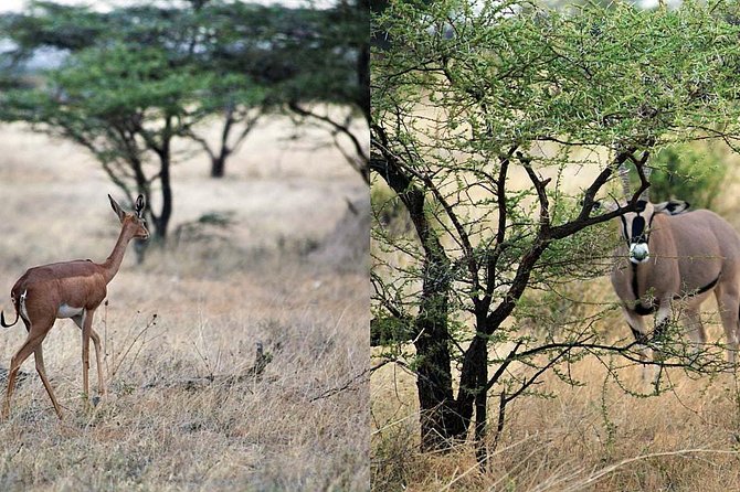 7 Day Maasai Mara, Lake Nakuru, Lake Naivasha and Samburu Safari - Five parks and reserves in seven days