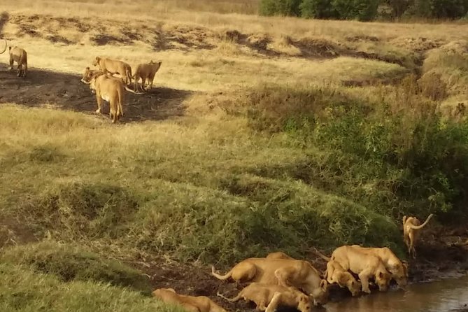 7-Day Private Safari to Amboseli National Park and Masai Mara - Key points at a glance