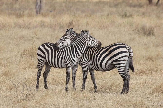 7-Day Private Safari to Amboseli National Park and Masai Mara - Day 3: Birds, hippos, and papyrus at Lake Naivasha