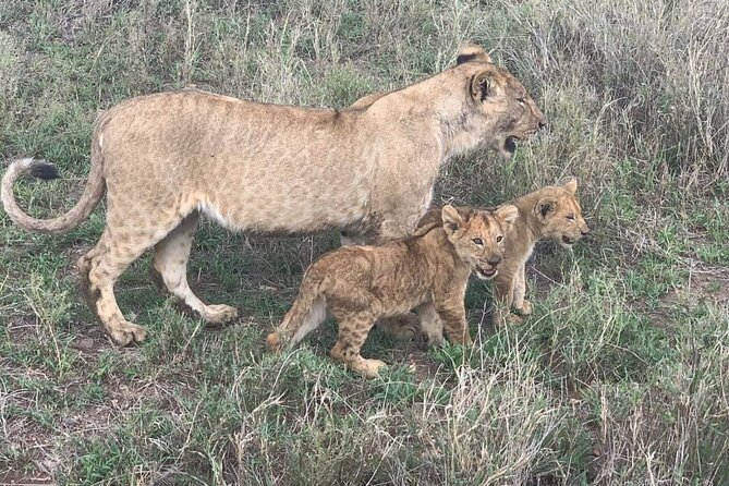 7-Day Private Safari to Amboseli National Park and Masai Mara - Day 5: Entering the Masai Mara