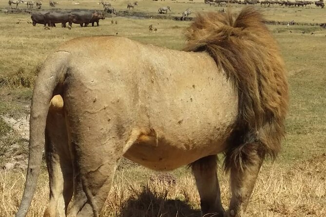 7-Day Private Safari to Amboseli National Park and Masai Mara - Day 6: Your most flexible wildlife day