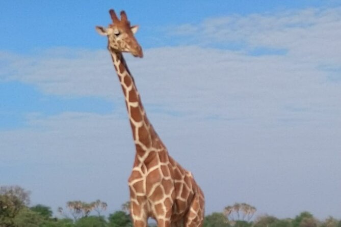 7-Day Private Safari to Amboseli National Park and Masai Mara - Day 7: The long return to Nairobi
