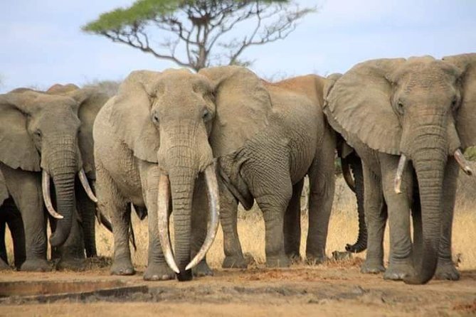 7-Day Private Safari to Amboseli National Park and Masai Mara - Day 2: A full day in the Amboseli ecosystem