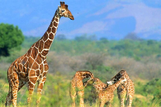 7-Day Private Tour in Kenya National Parks From Nairobi / Mombasa - Days 5 and 6: Elephants beneath Mount Kilimanjaro