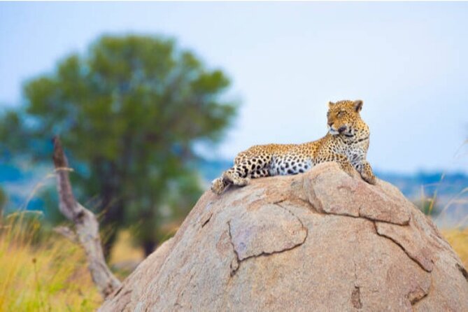 7-Day Safari to Maasai Mara, Lake Naivasha and Amboseli from Nairobi - Day 2: A full day beside the Mara River