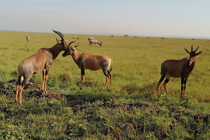 7-Day Safari to Maasai Mara, Lake Naivasha and Amboseli from Nairobi - Day 6: A full Amboseli wildlife day