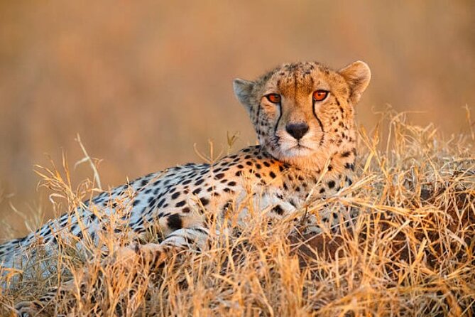 7-Day Safari to Maasai Mara, Lake Naivasha and Amboseli from Nairobi - Day 1: Rift Valley views and your first Maasai Mara drive