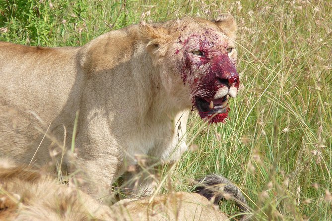 7 Days Amboseli-Lake Naivasha-Lake Nakuru & Masai Mara - Day 3: the long run to Lake Naivasha