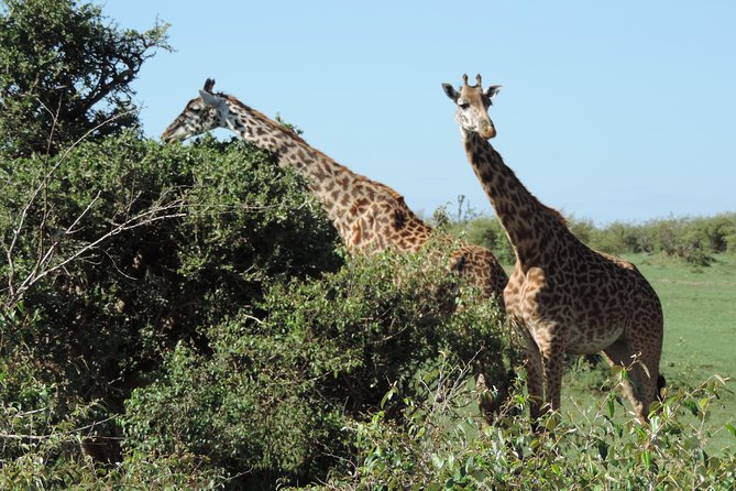 7 Days Amboseli-Lake Naivasha-Lake Nakuru & Masai Mara - Day 6: the main Masai Mara game-drive day