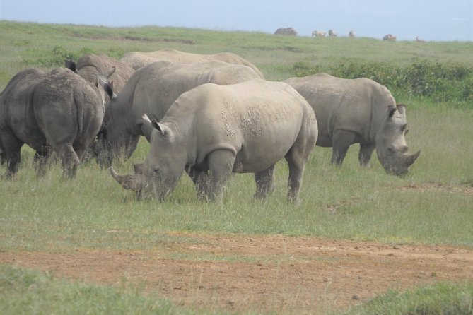 7 Days Amboseli-Lake Naivasha-Lake Nakuru & Masai Mara - Day 7: a Maasai village and the return to Nairobi