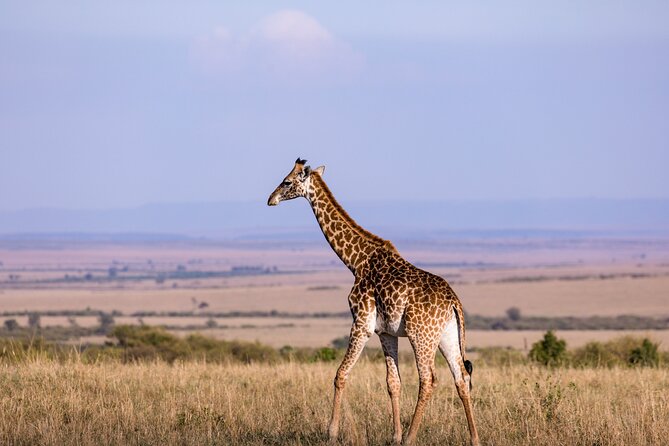 7 Days Best of Kenya Wildlife Safari - Day 6: Morning and afternoon drives in Amboseli