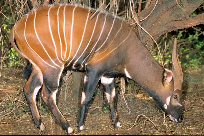 7 Days Breathtaking Kenya Wildlife Private Safari - Day 3: Aberdare’s forest setting and The Ark