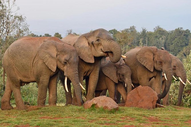 7 Days Breathtaking Kenya Wildlife Private Safari - Day 6: A full Maasai Mara game drive