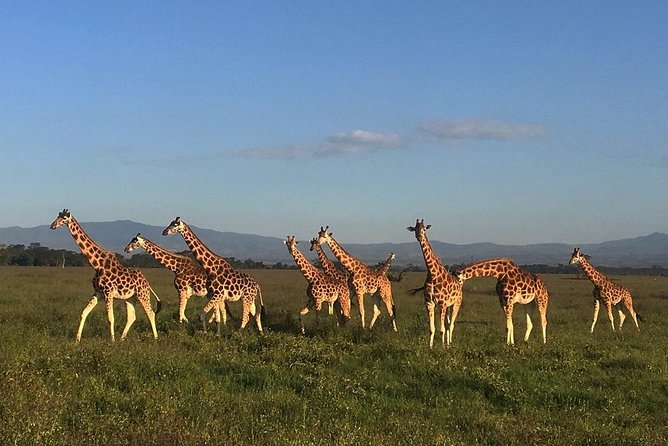 7 days Group Safari Masai Mara Lake Nakuru Hells gate & Amboseli - Seven days, four parks, and a lot of Kenya
