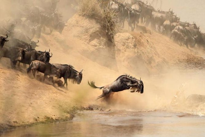 7 days Group Safari Masai Mara Lake Nakuru Hells gate & Amboseli - Day 7: A final drive and the return to Nairobi