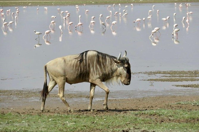 7 Days Into the Wild Wonder : Lodge Safari with Private 4x4 JEEP - Day 3: Rhinos and birdlife at Lake Nakuru