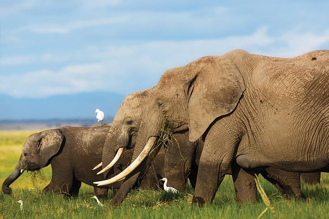 7 Days Into the Wild Wonder : Lodge Safari with Private 4x4 JEEP - Day 4: Lake Naivasha, hippos, and optional Hell’s Gate
