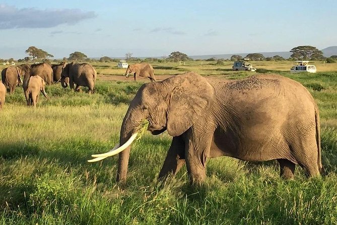 7 Days Into the Wild Wonder : Lodge Safari with Private 4x4 JEEP - Day 7: Return to Nairobi