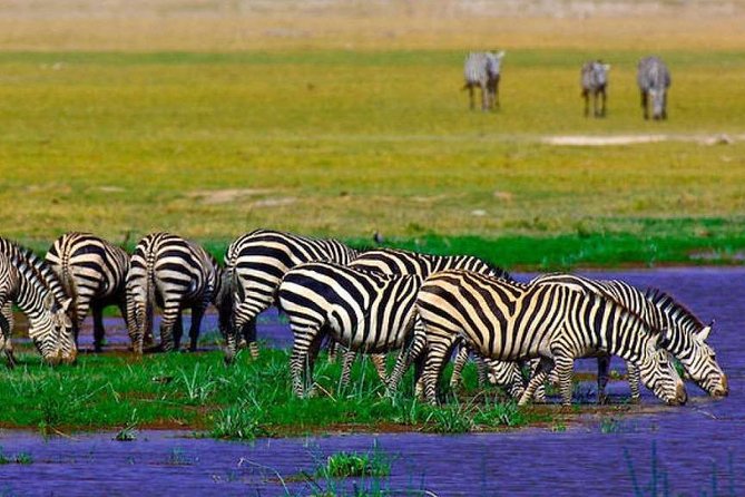 7 Days Into the Wild Wonder : Lodge Safari with Private 4x4 JEEP - Private transport, meals, and daily comfort