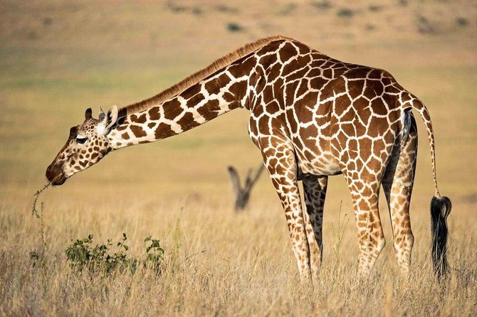 7 Days Kenya Luxury Safaris - Masai Mara NR, Amboseli NP and Lake Nakuru NP - What the $3,000 safari gives you