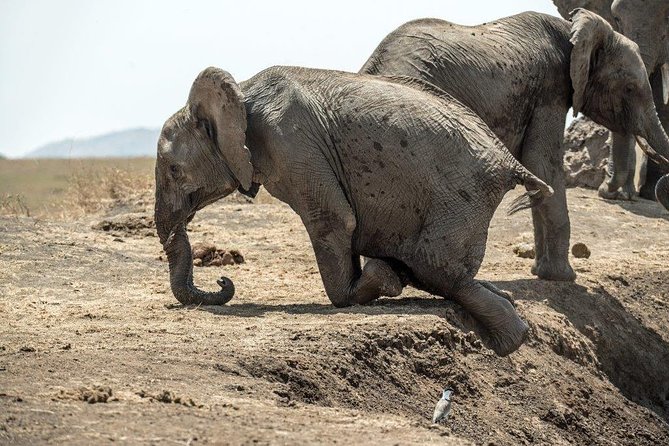 7 Days Kenya Luxury Safaris - Masai Mara NR, Amboseli NP and Lake Nakuru NP - Day 4: rhinos and birds at Lake Nakuru