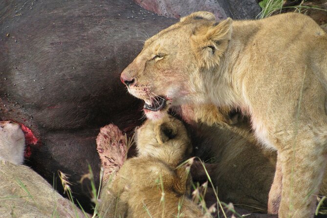 7-Days Kenya Safari Samburu, Aberdare, Lake Nakuru, & Maasai Mara - The driver-guide may shape the whole experience