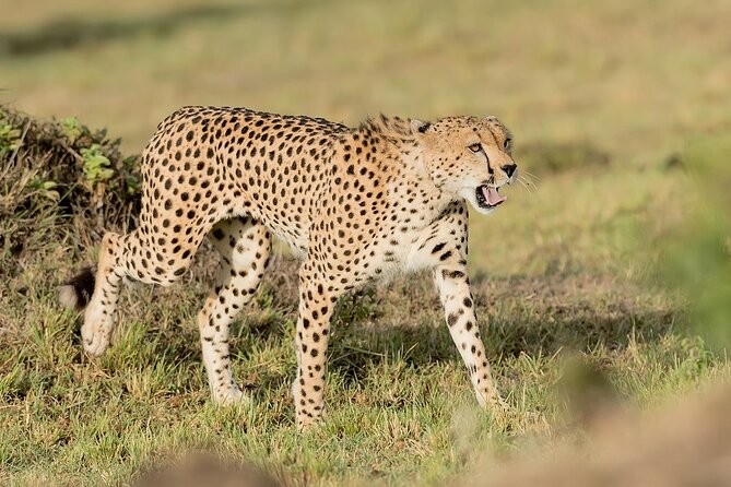 7-Days Kenya Safari Samburu, Aberdare, Lake Nakuru, & Maasai Mara - Day 3: From Samburu to Aberdare’s forest lodge