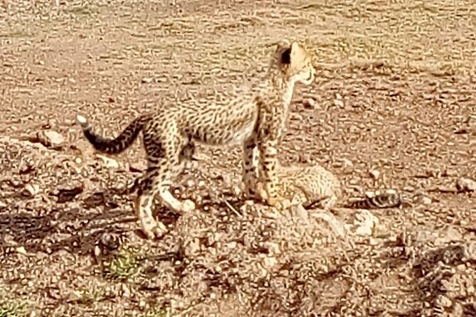 7 Days Kenyan Safaris - What the $1,550 price includes and leaves out