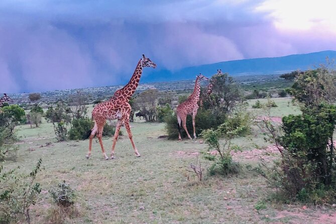 7 Days Kenyan Safaris - Day 4: Lake Nakuru after the long road transfer