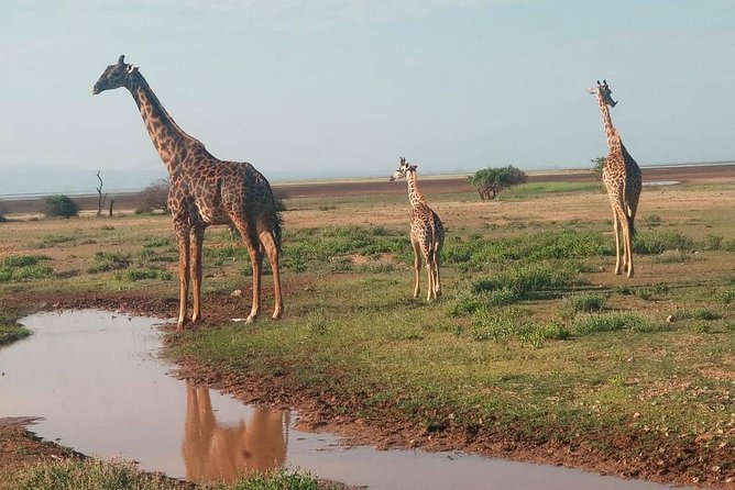 7 Days maasai mara - lake nakuru - lake naivasha- amboseli safari. - Why this seven-day route works