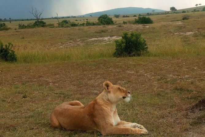 7 Days maasai mara - lake nakuru - lake naivasha- amboseli safari. - Day 3: From the Mara toward Lake Nakuru