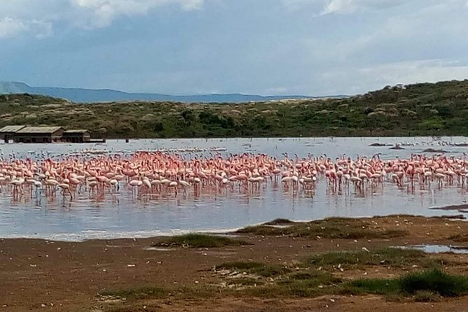 7 Days maasai mara - lake nakuru - lake naivasha- amboseli safari. - Day 4: White rhinos and Lake Naivasha