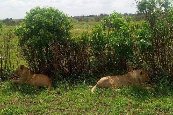 7 Days maasai mara - lake nakuru - lake naivasha- amboseli safari. - Day 6: Elephants and possible Kilimanjaro views