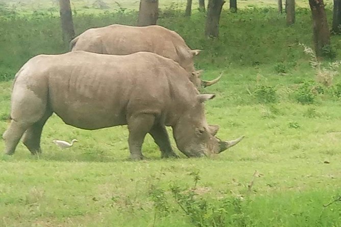 7 Days maasai mara - lake nakuru - lake naivasha- amboseli safari. - Day 7: Morning safari and return to Nairobi