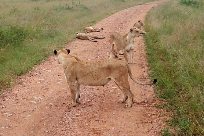 7 Days Maasai Mara, Lakes Nakuru, Naivasha & Amboseli Group Tour - Day 5: Hell’s Gate brings you out of the van