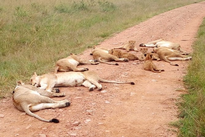 7 Days Maasai Mara, Lakes Nakuru, Naivasha & Amboseli Group Tour - Day 1: Nairobi to Maasai Mara by way of the Rift Valley