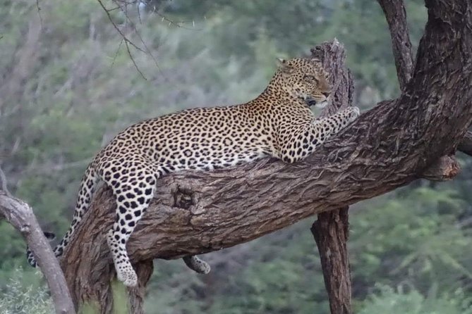 7 Days Maasai Mara National park , Amboseli parks and Nakuru safaris - Day 1: Nairobi to Amboseli beneath Mount Kilimanjaro