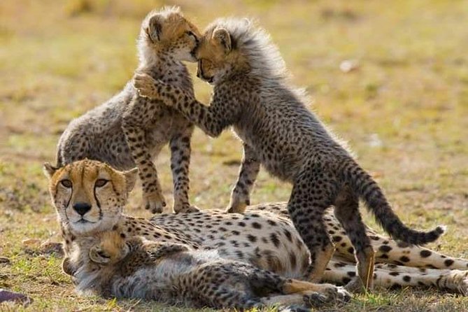 7 Days Maasai Mara National park , Amboseli parks and Nakuru safaris - Day 2: A full wildlife day in Amboseli