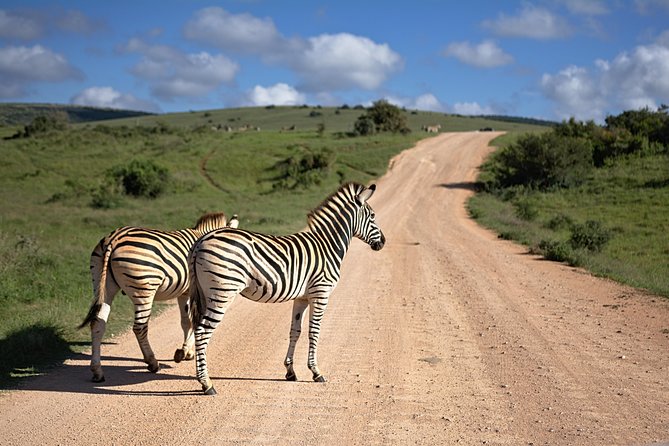 7 Days Mara/L.Naivasha/L.Nakuru/Amboseli - Four parks, one very full week