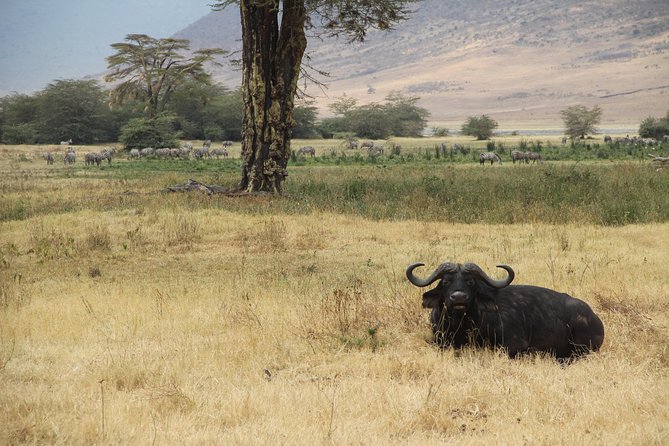 7 Days Mara/L.Naivasha/L.Nakuru/Amboseli - Day 5: The long transfer to Amboseli