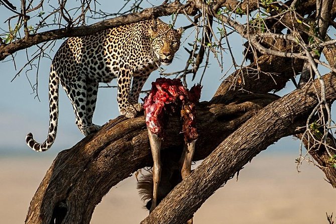 7 Days Mara/L.Naivasha/L.Nakuru/Amboseli - Day 7: One last drive and the return to Nairobi