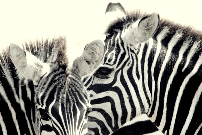 7 Days Masai Mara / Lake Nakuru / Lake Naivasha / Amboseli - Why this seven-day route works