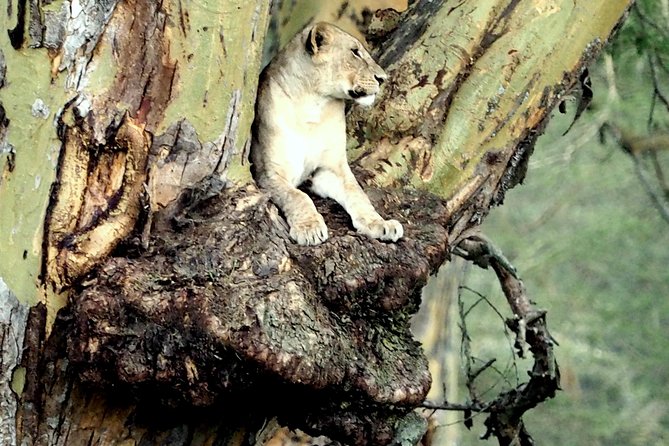 7 Days Masai Mara / Lake Nakuru / Lake Naivasha / Amboseli - Meals and accommodation: practical comfort, not just a bed